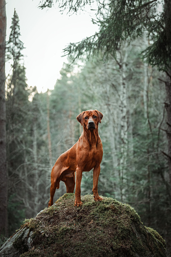 Elegant rhodesian ridgeback dog standing on stone spring summer forest mountains nature landscape