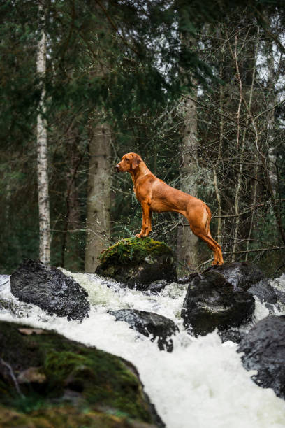 istock Elegant rhodesian ridgeback dog above river waterfall at scenic landscape 1457945231