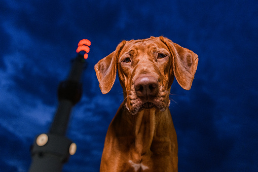 Rhodesian ridgeback dog making curious interested face expression looking down at camera with dark evening sky on background