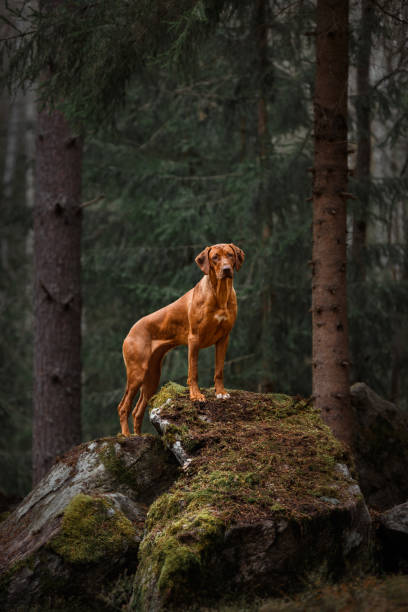 istock rhodesian ridgeback dog standing on stone at forest mountains landscape 1457945777