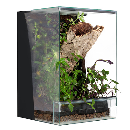 Big reptile terrarium with white background, isolated.