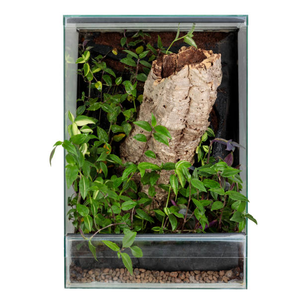istock Glass terrarium with white background, front view. 1457947302