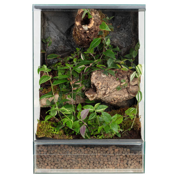 istock Glass reptile terrarium with white background, isolated. 1457947316