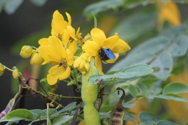 Cassod tree; Cassia siamea with flower