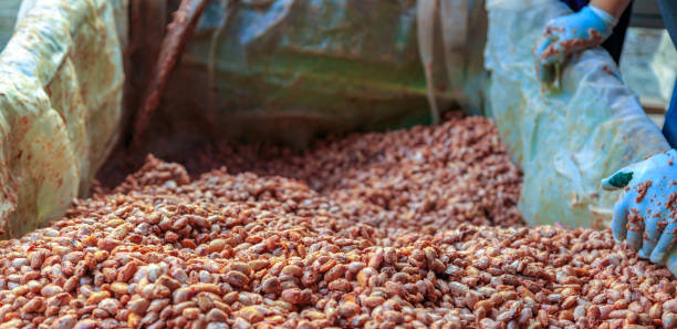 istock fermenting fresh cocoa seeds to make chocolate. Workers scoop fermented cocoa seeds into vats to dry in the sun. 1457947646
