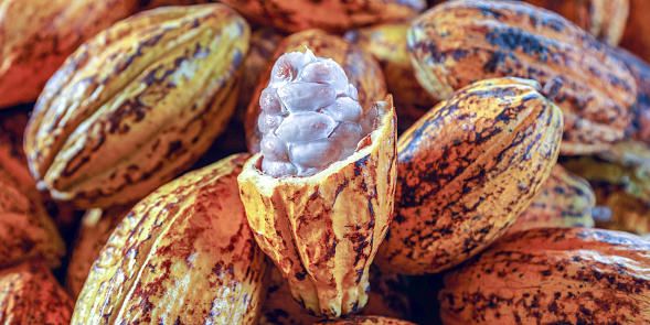 Cut in half ripe cacao pods or yellow cacao fruit Harvest cocoa beans to send to the chocolate factory