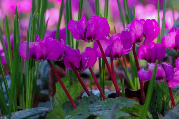 Early Spring Cyclamen stock photo