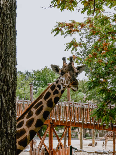 istock Giraffe sticking out its tongue 1457949653