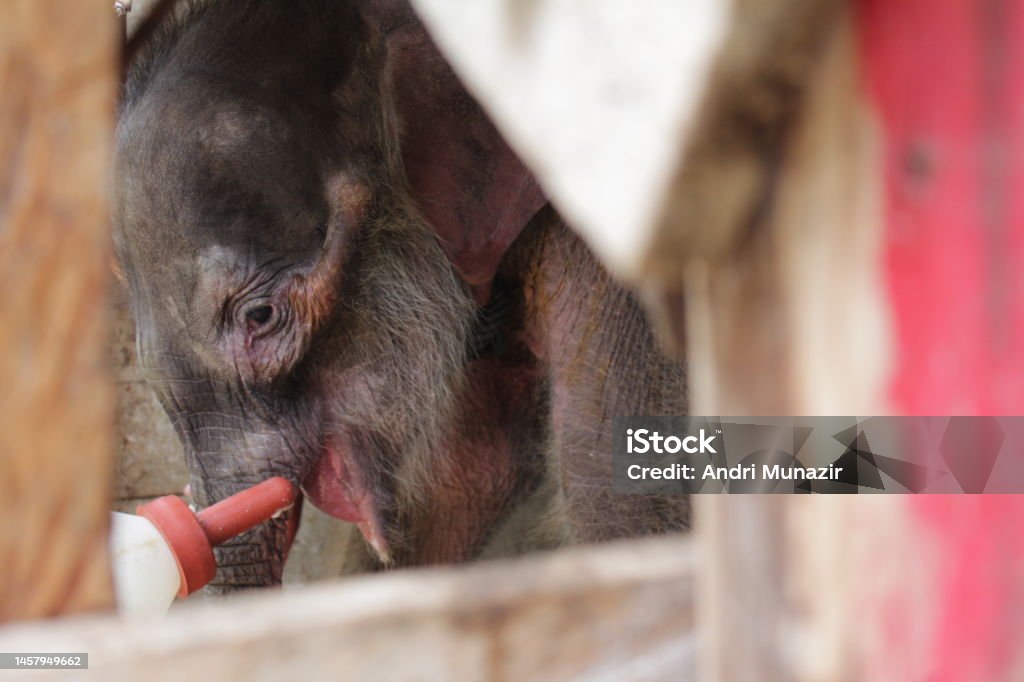 baby Sumatra elephants baby Sumatra elephants in Aceh Environmental Conservation Stock Photo