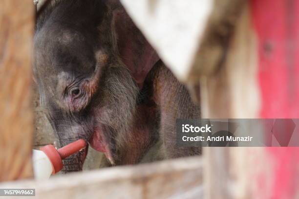 Baby Sumatra Elephants Stock Photo - Download Image Now - Environmental Conservation, Aceh, Animal