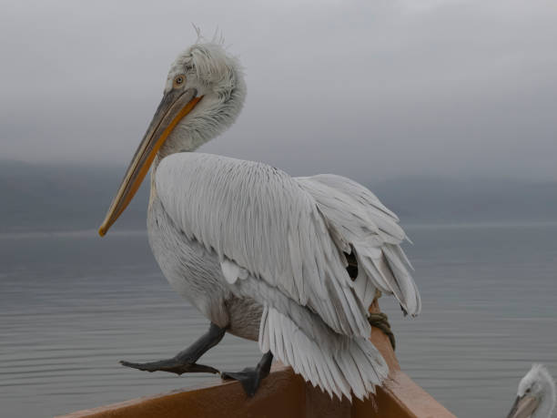 pelican in the boat stock photo