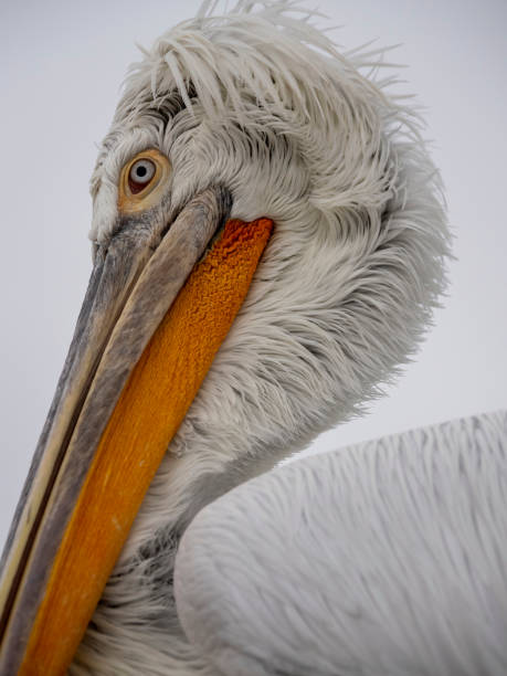 Pelican portrait stock photo