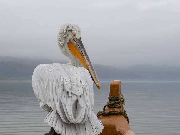 pelican in the boat stock photo