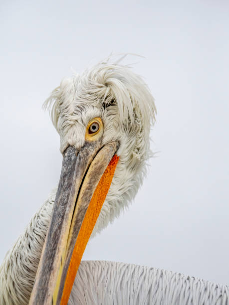 Pelican portrait stock photo