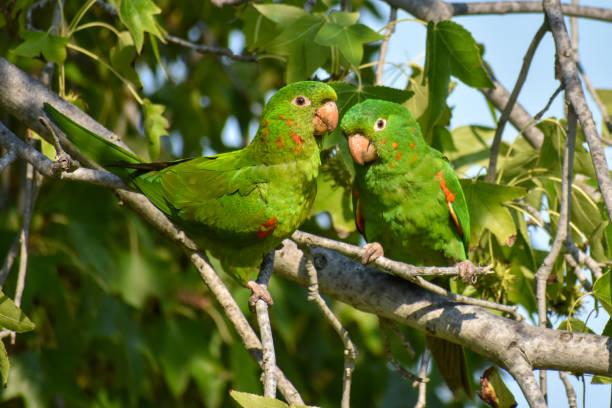 istock white-eyed parakeet or white-eyed conure (Psittacara leucophthalmus) 1457951393