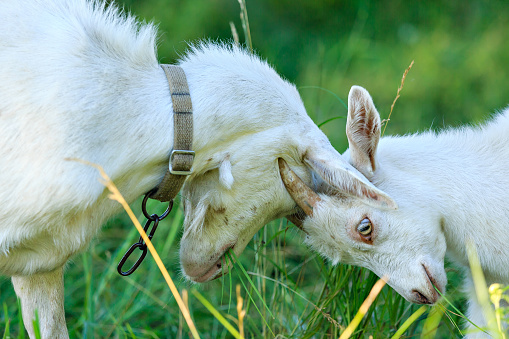 Two young goat with battling it out with their head. Goats fighting.