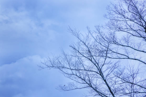 A cloudy sky with a beautiful monotone and a tree with fallen leaves