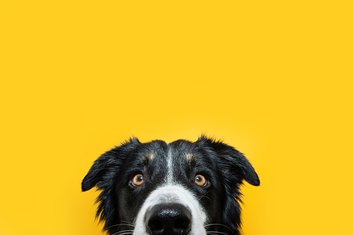 Close-up hide border collie puppy dog looking at camera. Isolated on yellow colored background
