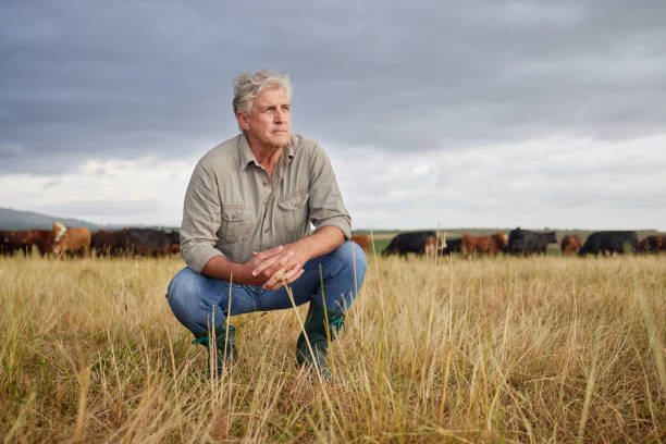 denkender, seriöser und professioneller landwirt auf einem feld mit herde von kühen und kälbern in einem offenen naturgrasfeld draußen auf rinderfarm. landwirtschaftsmann, arbeiter oder unternehmer mit blick auf die landschaft - entrepreneur lifestyles nature environment stock-fotos und bilder