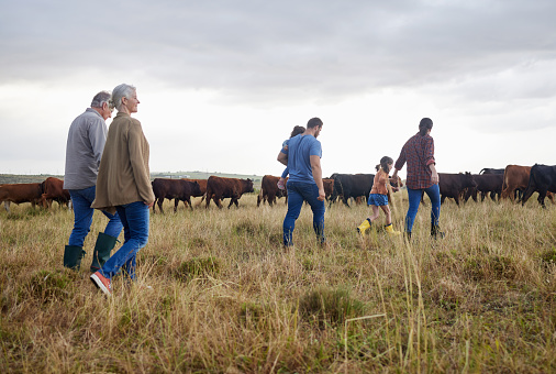 Family together, cattle field and business with people you love. Countryside farmer parents walking in meadow with children to bond. Relationship with kids and sharing ranch for next generation.