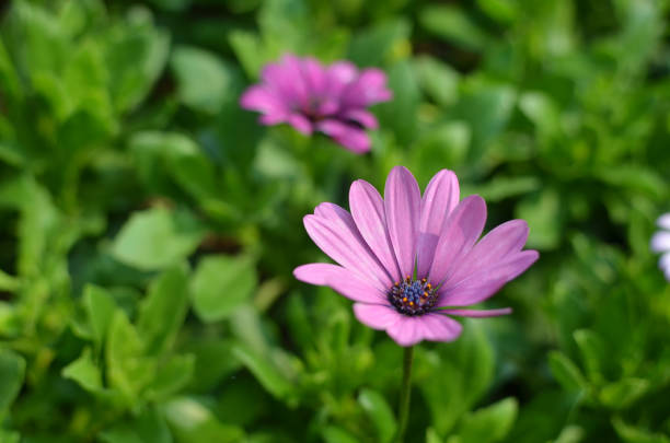 istock the African Daisies. a tiny pink flower 1457953108