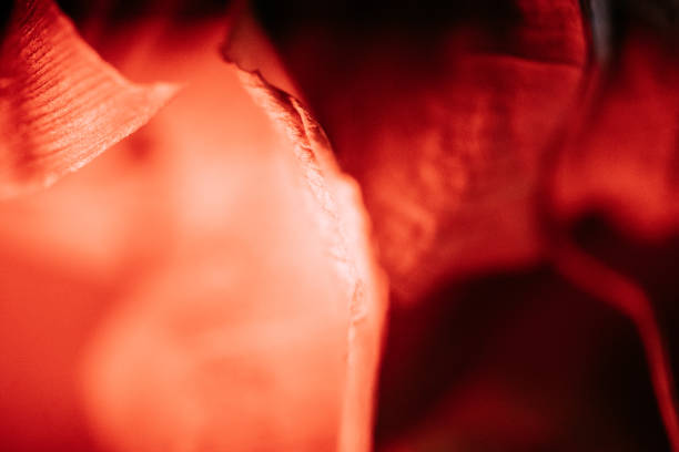 istock Dried leaves of various plants under red light. 1457954919