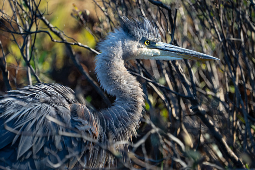 Great Blue Heron drying its wet feathers