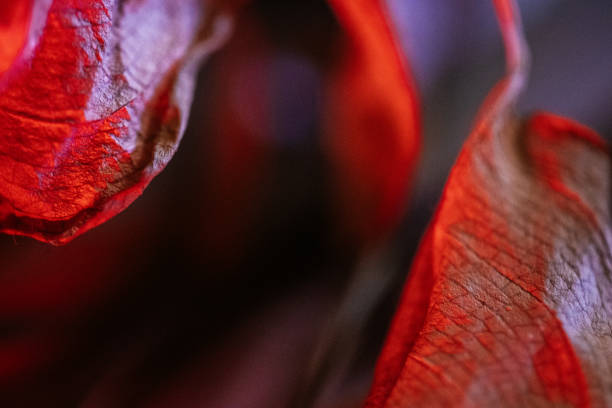 istock Dried leaves of various plants under red light. 1457955553