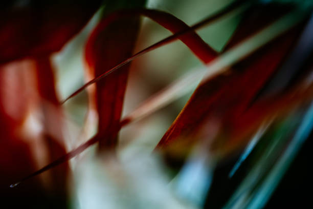 istock Dried leaves of various plants. 1457955631