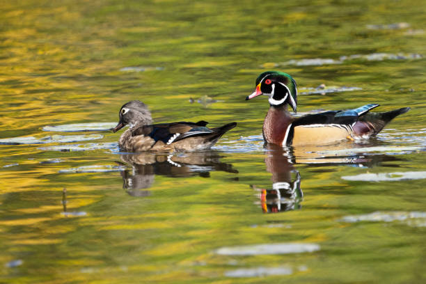 istock Colorful Wood Duck resting on a pond 1457955637