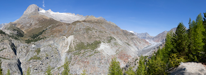 Great Aletsch glacier seen from Aletschwald with larch trees. It is the largest glacier of the European Alps.