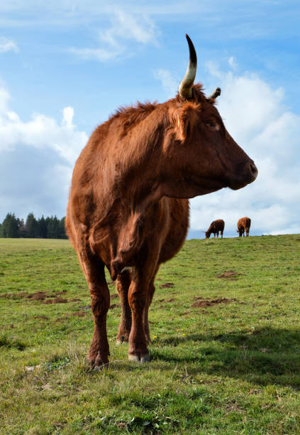 istock Salers cow 1457956470
