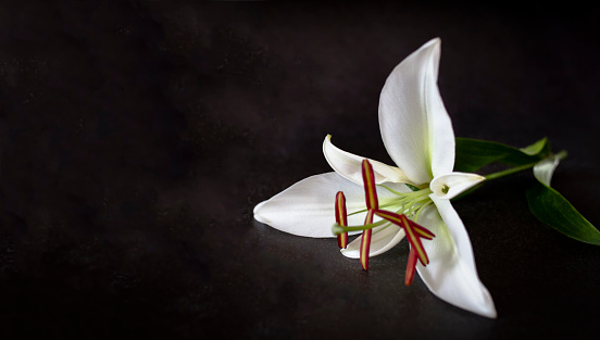 White flower of Madonna lily (Lilium Candidum) or hollyblossom on black background. The concept of mourning. White lily flower on a dark background. We remember, we mourn. Selective focus, close-up, front view, copy space. Banner