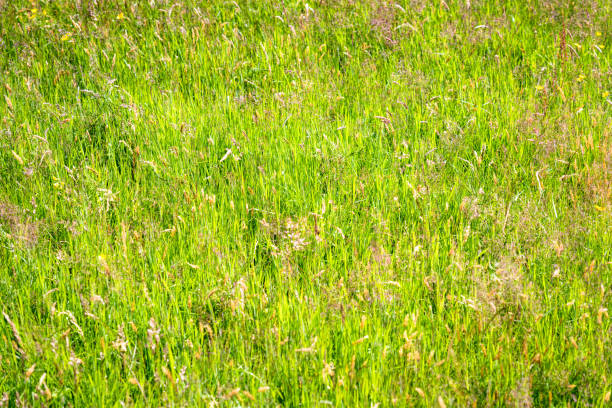 longue herbe des prés en arrière-plan estival - grass tall timothy grass field photos et images de collection