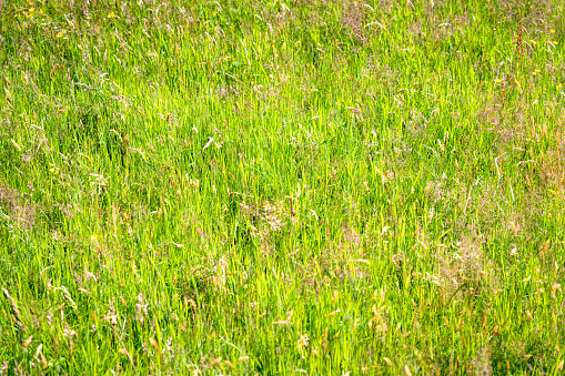 A close-up of long, wild grass growing in an English meadow on a sunny, warm day in July.