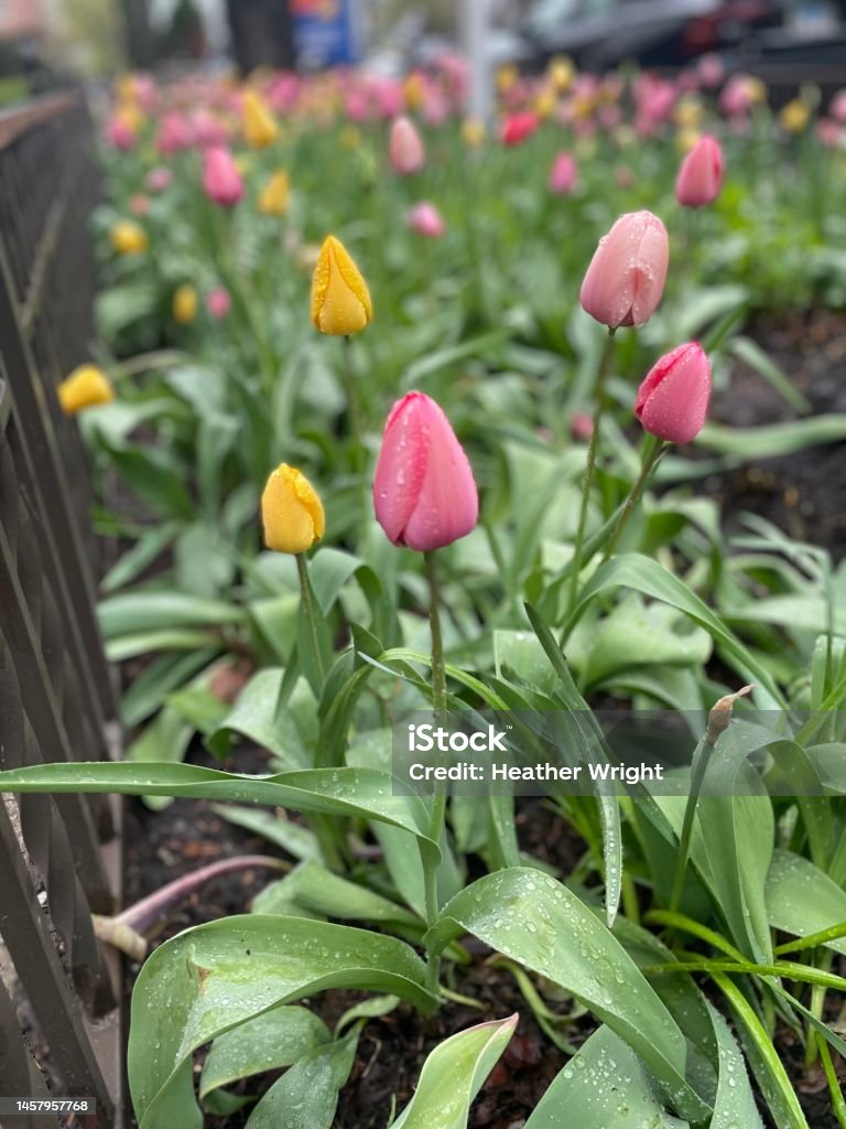 Spring has sprung Rain doused tulips in the garden Beauty Stock Photo