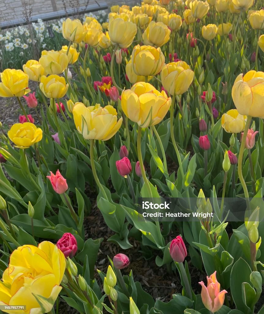Spring has sprung 3 Colorful tulips in the garden on a sunny day Beauty Stock Photo