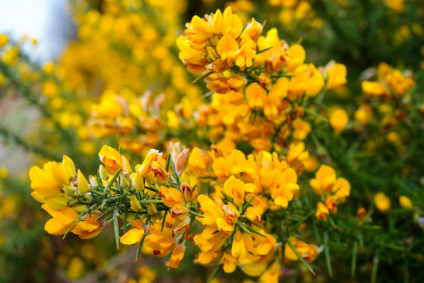Gorse flowers bush growing in the countryside