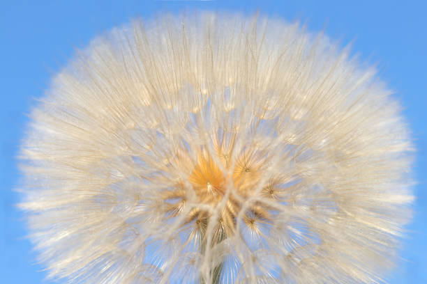 Dandelion flower. Taraxacum Erythrospermum. Abstract nature background of Dandelion in spring. Silhouette head of Dandelion flower on blue sky. Seed macro closeup. Desktop computer background. flor de diente de león. taraxacum erythrospermum. antecedentes de naturaleza abstracta de diente de león en primavera. silueta cabeza de diente de león flor en cielo azul. primer plano macro de semillas. fondo de computadora de escritorio.