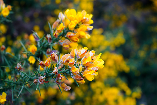 Gorse flowers bush growing in the countryside
