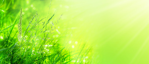 closeup of flowering grasses in an idyllic sunny green meadow on abstract blurred background with copy space, beauty in nature concept in grass pollen allergy season