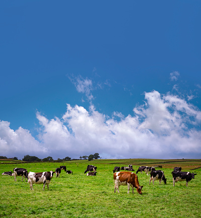 Solid cow grazing standing black white dairy in a field, large udder fully in focus, blue sky, green grass