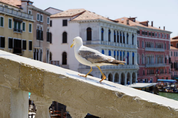 Detail of a seagull on ‘Ponte dei sospiri’ in Venice, Italy.
