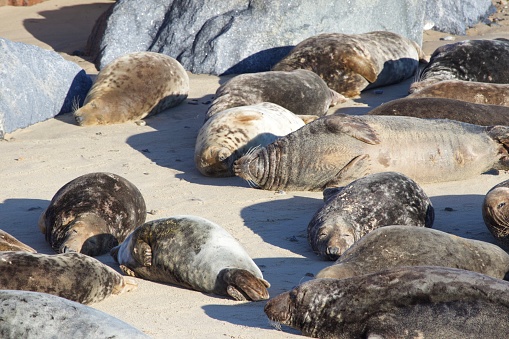 Large grey seals resting on the beach.