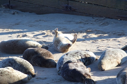 A pup grey seal on Horsey beach.