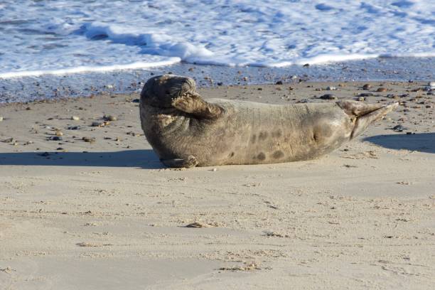 istock A seal laying on the beach at Horsey. 1457965800