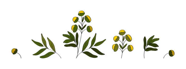 Vector illustration of A set of therapeutic plant tansy. Botanical elements. Isolated flower, leaf, branch. Medical herbs.