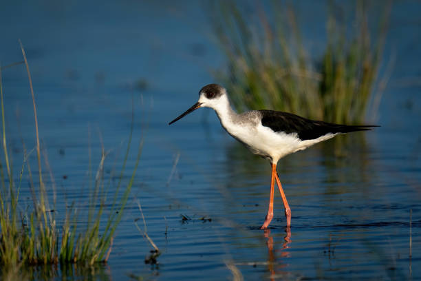 istock Black-winged stilt wading through shallows in sunshine 1457967705