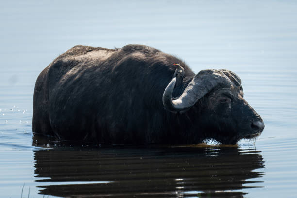 istock Cape buffalo stands in shallows carrying oxpecker 1457967901