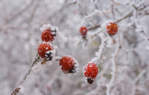istock closeup snowbound rose hip bush with ripen berries 1457967911